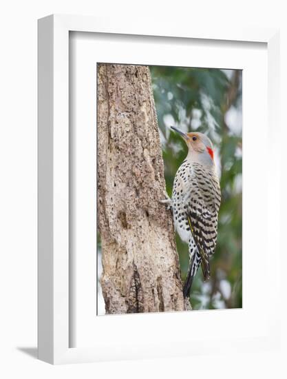 Northern Flicker-Gary Carter-Framed Photographic Print