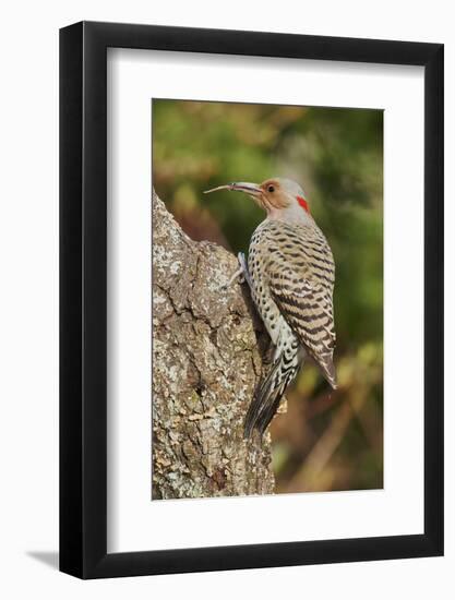 Northern Flicker-Gary Carter-Framed Photographic Print