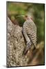 Northern Flicker-Gary Carter-Mounted Photographic Print