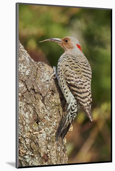 Northern Flicker-Gary Carter-Mounted Photographic Print