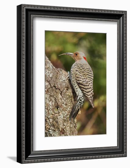 Northern Flicker-Gary Carter-Framed Photographic Print