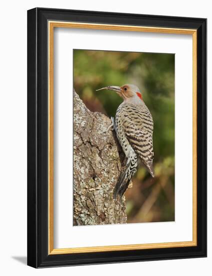 Northern Flicker-Gary Carter-Framed Photographic Print