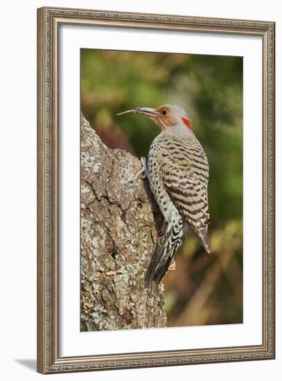 Northern Flicker-Gary Carter-Framed Photographic Print