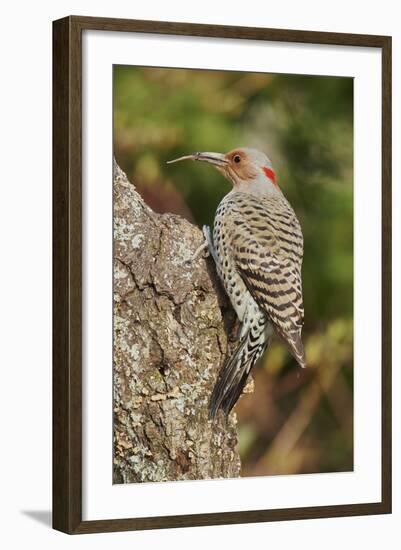 Northern Flicker-Gary Carter-Framed Photographic Print