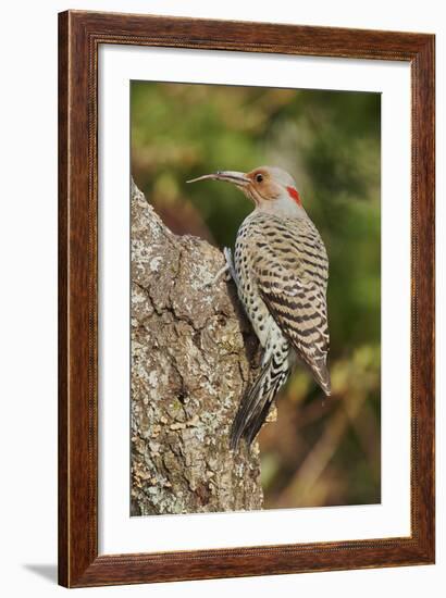 Northern Flicker-Gary Carter-Framed Photographic Print