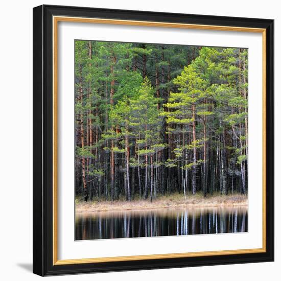 Northern Forest Landscape with a Lake-Aleksey Stemmer-Framed Photographic Print