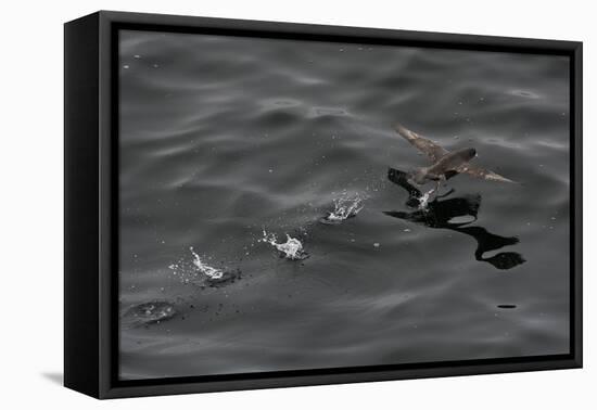 Northern Fulmar (Fulmarus Glacialis) Taking Off from a Calm Sea, Sakhalin Island, Russia, Eurasia-Mick Baines-Framed Premier Image Canvas