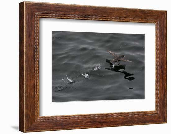 Northern Fulmar (Fulmarus Glacialis) Taking Off from a Calm Sea, Sakhalin Island, Russia, Eurasia-Mick Baines-Framed Photographic Print