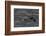 Northern Fulmar (Fulmarus Glacialis) Taking Off from a Calm Sea, Sakhalin Island, Russia, Eurasia-Mick Baines-Framed Photographic Print