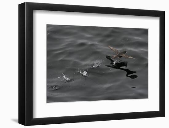 Northern Fulmar (Fulmarus Glacialis) Taking Off from a Calm Sea, Sakhalin Island, Russia, Eurasia-Mick Baines-Framed Photographic Print