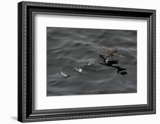 Northern Fulmar (Fulmarus Glacialis) Taking Off from a Calm Sea, Sakhalin Island, Russia, Eurasia-Mick Baines-Framed Photographic Print