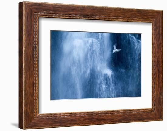 Northern fulmar in flight against a waterfall, Iceland-Ben Hall-Framed Photographic Print