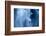 Northern fulmar in flight against a waterfall, Iceland-Ben Hall-Framed Photographic Print