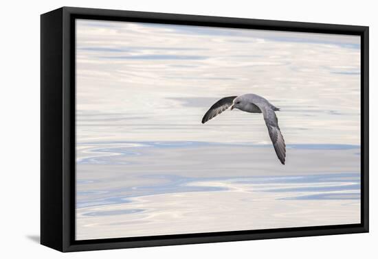 Northern Fulmar over the coast of southern Greenland.-Martin Zwick-Framed Premier Image Canvas