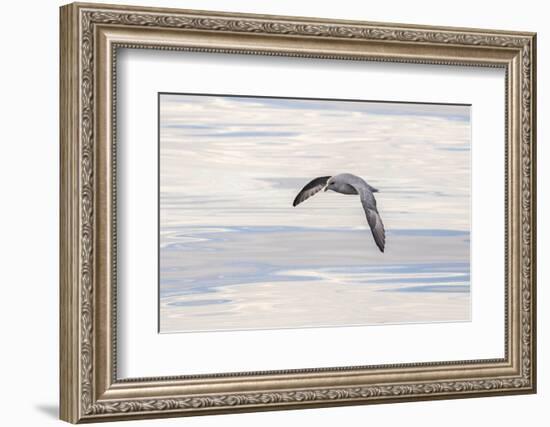 Northern Fulmar over the coast of southern Greenland.-Martin Zwick-Framed Photographic Print