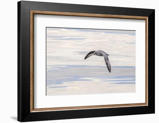 Northern Fulmar over the coast of southern Greenland.-Martin Zwick-Framed Photographic Print