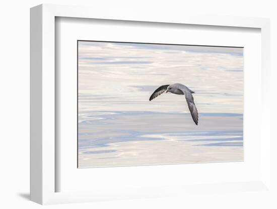 Northern Fulmar over the coast of southern Greenland.-Martin Zwick-Framed Photographic Print