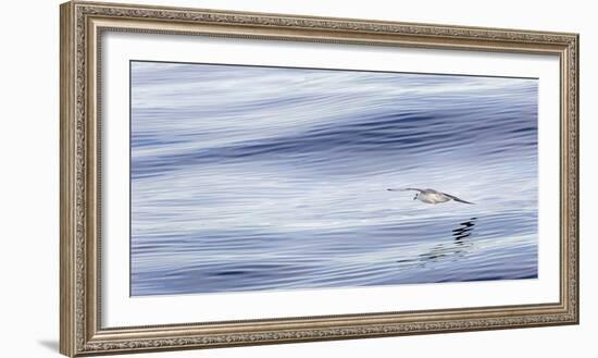 Northern Fulmar over the coast of southern Greenland.-Martin Zwick-Framed Photographic Print