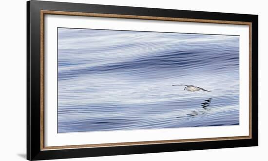 Northern Fulmar over the coast of southern Greenland.-Martin Zwick-Framed Photographic Print