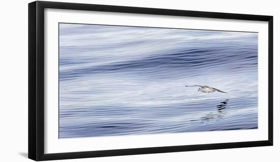 Northern Fulmar over the coast of southern Greenland.-Martin Zwick-Framed Photographic Print