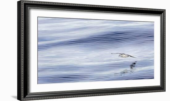 Northern Fulmar over the coast of southern Greenland.-Martin Zwick-Framed Photographic Print