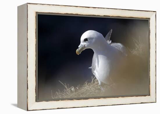 Northern Fulmar Perched-William Gray-Framed Premier Image Canvas