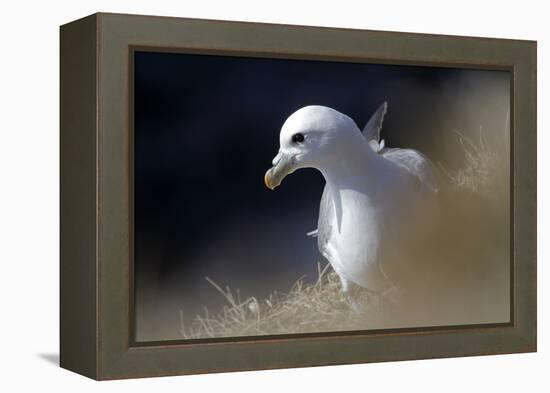 Northern Fulmar Perched-William Gray-Framed Premier Image Canvas