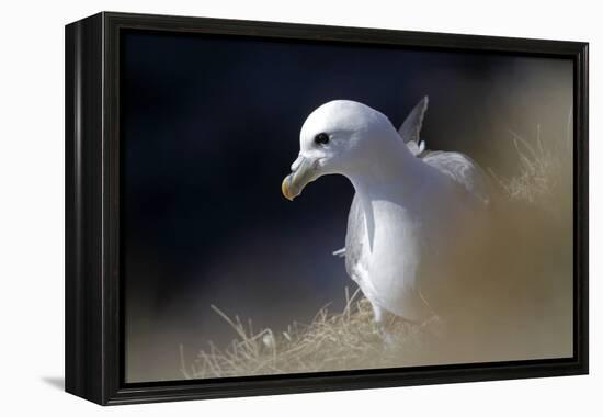 Northern Fulmar Perched-William Gray-Framed Premier Image Canvas