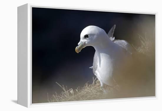 Northern Fulmar Perched-William Gray-Framed Premier Image Canvas