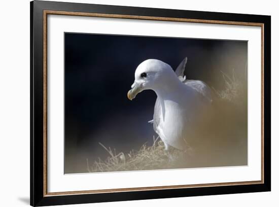 Northern Fulmar Perched-William Gray-Framed Photographic Print