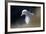 Northern Fulmar Perched-William Gray-Framed Photographic Print