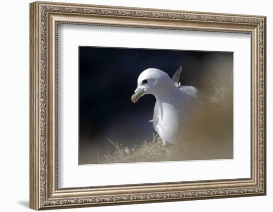 Northern Fulmar Perched-William Gray-Framed Photographic Print