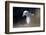 Northern Fulmar Perched-William Gray-Framed Photographic Print