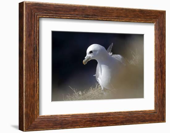 Northern Fulmar Perched-William Gray-Framed Photographic Print