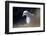 Northern Fulmar Perched-William Gray-Framed Photographic Print