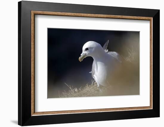 Northern Fulmar Perched-William Gray-Framed Photographic Print