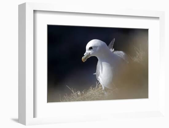 Northern Fulmar Perched-William Gray-Framed Photographic Print