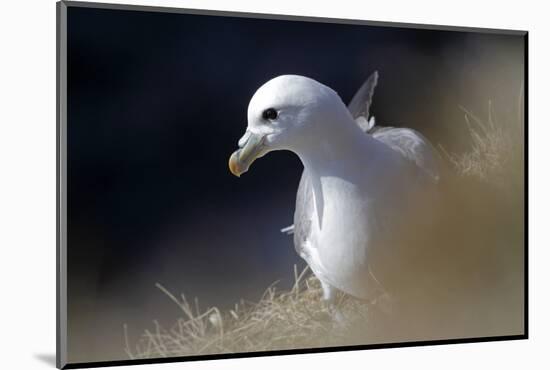 Northern Fulmar Perched-William Gray-Mounted Photographic Print