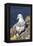 Northern Fulmar. Scotland, Shetland Islands-Martin Zwick-Framed Premier Image Canvas