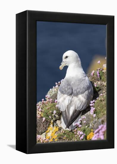 Northern Fulmar. Scotland, Shetland Islands-Martin Zwick-Framed Premier Image Canvas