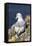 Northern Fulmar. Scotland, Shetland Islands-Martin Zwick-Framed Premier Image Canvas