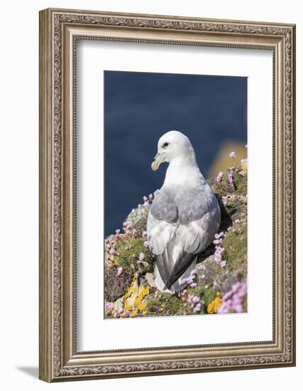 Northern Fulmar. Scotland, Shetland Islands-Martin Zwick-Framed Photographic Print