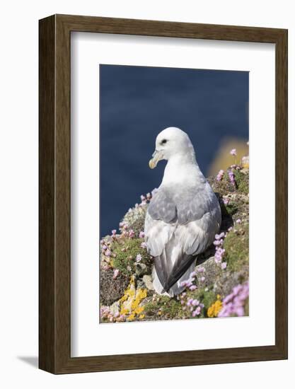 Northern Fulmar. Scotland, Shetland Islands-Martin Zwick-Framed Photographic Print