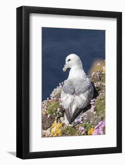 Northern Fulmar. Scotland, Shetland Islands-Martin Zwick-Framed Photographic Print