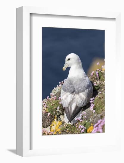 Northern Fulmar. Scotland, Shetland Islands-Martin Zwick-Framed Photographic Print