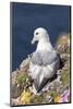 Northern Fulmar. Scotland, Shetland Islands-Martin Zwick-Mounted Photographic Print