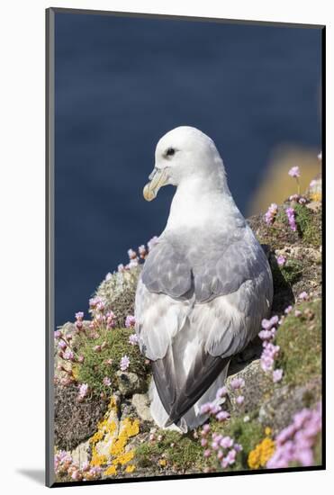 Northern Fulmar. Scotland, Shetland Islands-Martin Zwick-Mounted Photographic Print