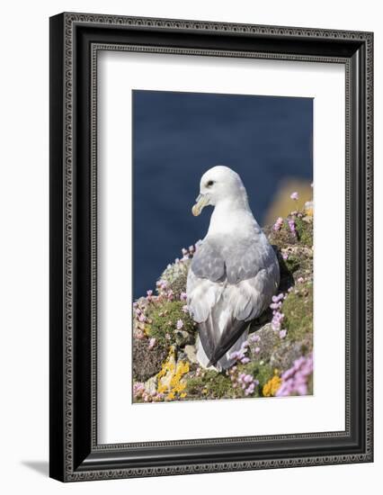 Northern Fulmar. Scotland, Shetland Islands-Martin Zwick-Framed Photographic Print