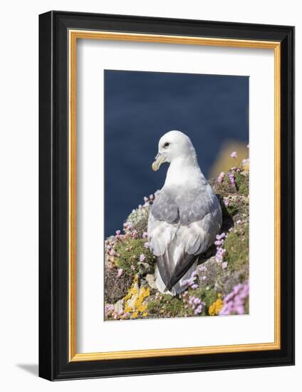 Northern Fulmar. Scotland, Shetland Islands-Martin Zwick-Framed Photographic Print