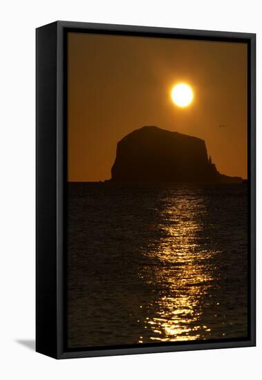 Northern Gannet Colony in Flight over Bass Rock at Sunrise, Firth of Forth, Scotland, August-Green-Framed Premier Image Canvas